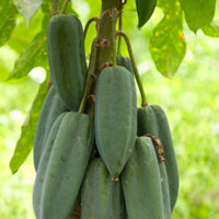 babaco, mountain papaya