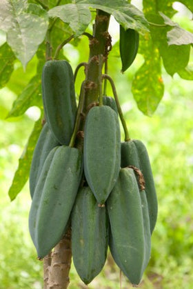 babaco, mountain papaya