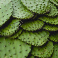 cactus pads, nopalitos