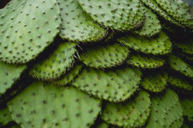 cactus pads, nopalitos