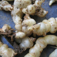 Chinese artichoke