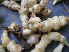 Chinese artichoke