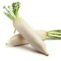 Daikon radish