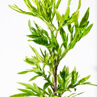 Epazote