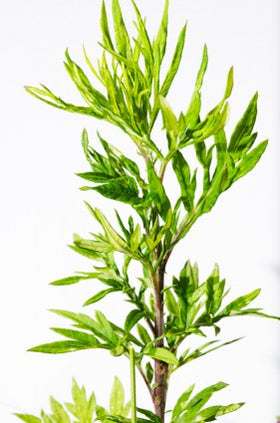 Epazote