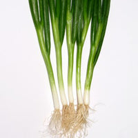 Green onion, scallions
