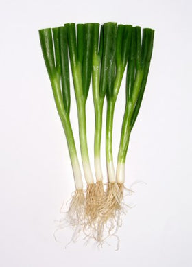 Green onion, scallions
