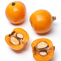 Loquat