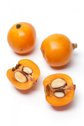 Loquat