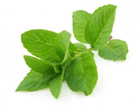 Mint