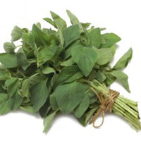Oregano