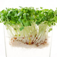 Radish sprouts