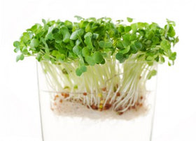 Radish sprouts