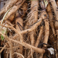 Salsify vegetable oyster