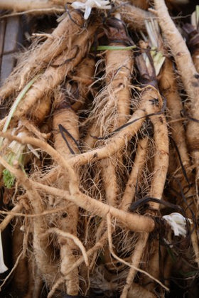 Salsify vegetable oyster