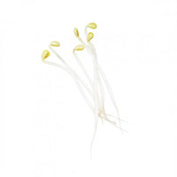 Sprouts - alfalfa, bean