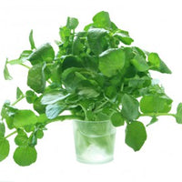 Watercress