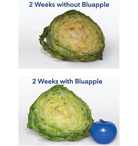Bluapple comparison lettuce with and without
