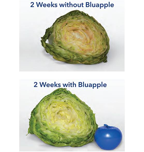 Which Bluapple is right for you? The Bluapple Classic or Bluapple